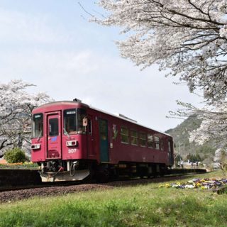 No.433　春爛漫の駅