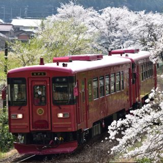 No.438　最前列で、桜のトンネル