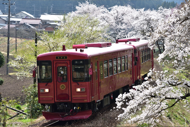No.438　最前列で、桜のトンネル