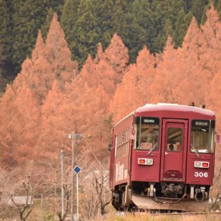 No.481　メタセコイヤをバックに走る列車