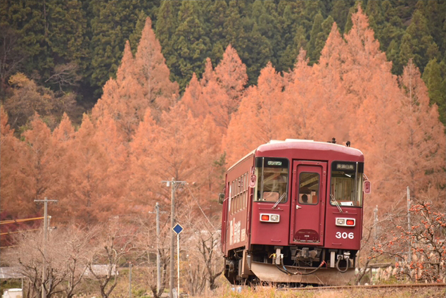 No.481　メタセコイヤをバックに走る列車