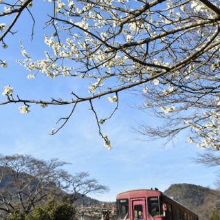 No.488　春間近、梅の花咲く湯の洞温泉口