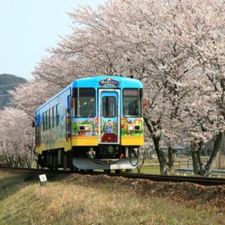 No.503　桜満開の中を走るチャギントン