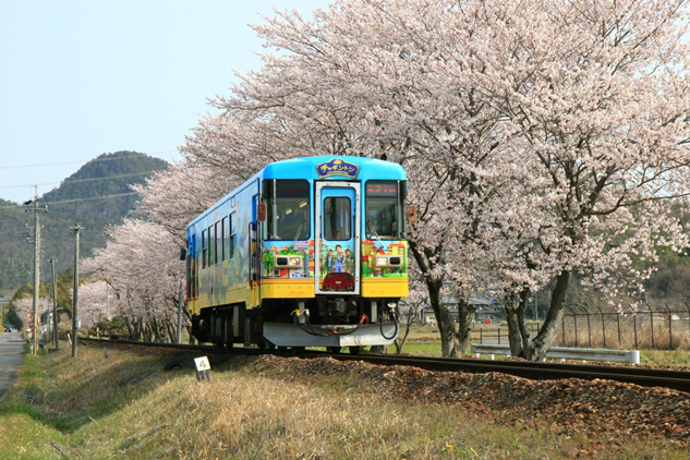 No.503　桜満開の中を走るチャギントン