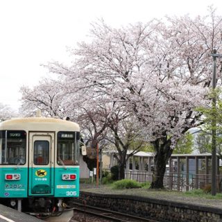No.505　平成最後の猫桜