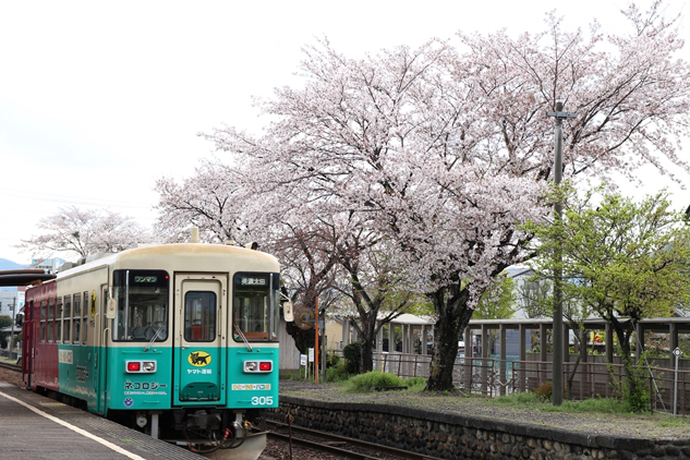 No.505　平成最後の猫桜