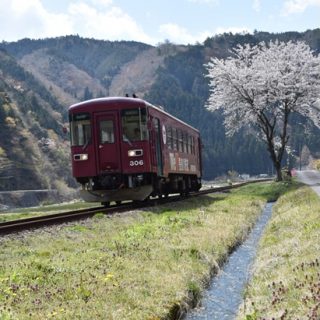 No.507　山里の一本桜に見守られて