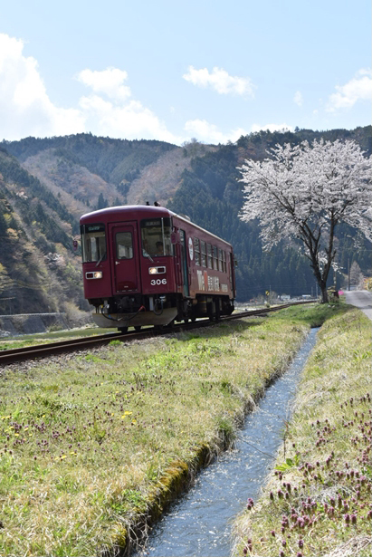 No.507　山里の一本桜に見守られて