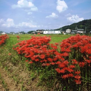No.522　彼岸の頃