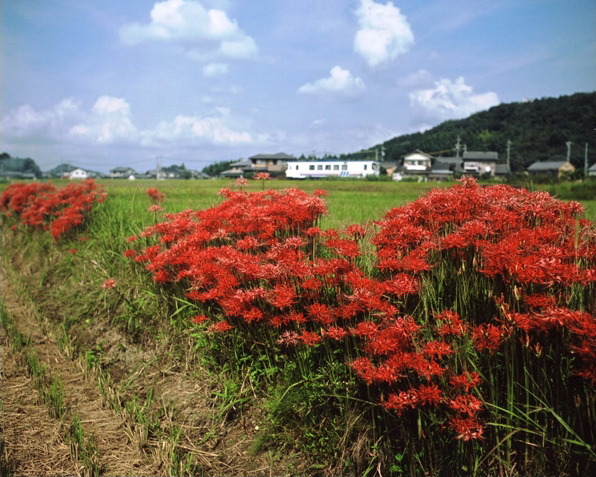 No.522　彼岸の頃