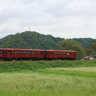 No.525　そば畑を横目に