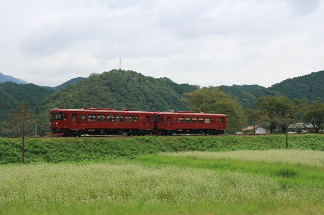 No.525　そば畑を横目に