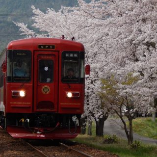 No.155　満開の桜と｢ながら｣