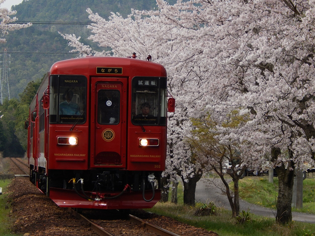 No.155　満開の桜と｢ながら｣