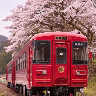No.171　満開の桜の下を行く「ながら」