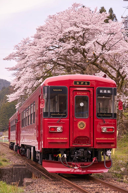 No.171　満開の桜の下を行く「ながら」