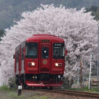 No.175　春色