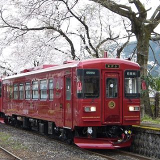 No.198　満開の桜とこれから咲く「ながら」2