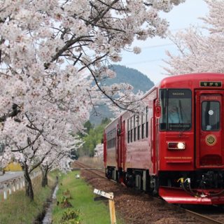 No.204　桜のトンネルを駆け抜ける