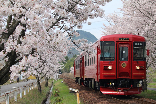 No.204　桜のトンネルを駆け抜ける