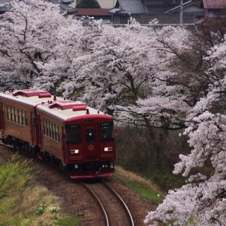 No.206　咲き誇るさくらとながら