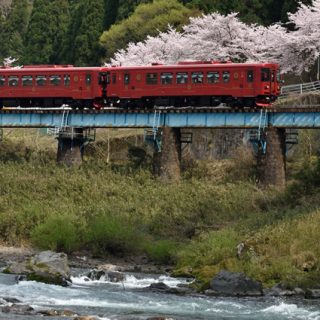 No.207　清流のさくらに「ながら」参上