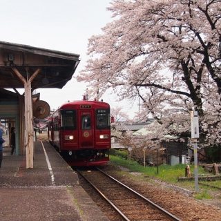 No.216　観光列車「ながら」と桜1