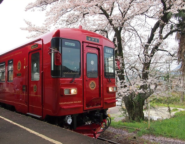 No.217　観光列車「ながら」と桜2
