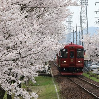 No.229　桜がお出迎え