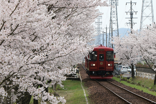 No.229　桜がお出迎え