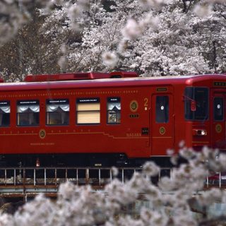 No.235　桜トンネルを行く「ながら」
