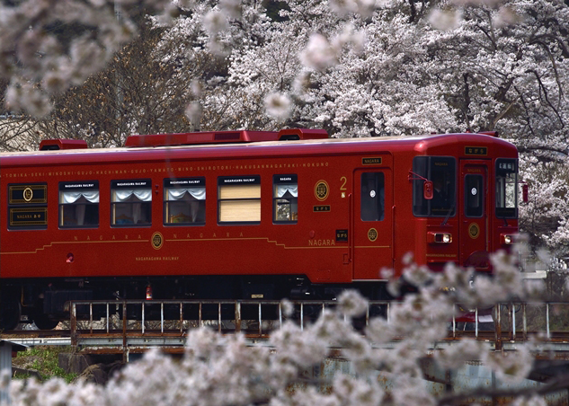 No.235　桜トンネルを行く「ながら」