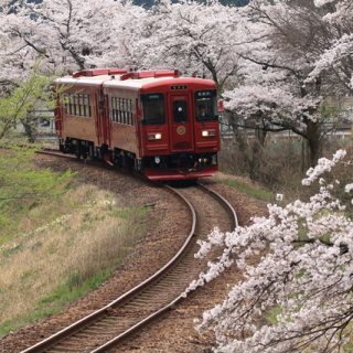 No.239　お花見列車