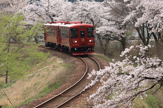 No.239　お花見列車