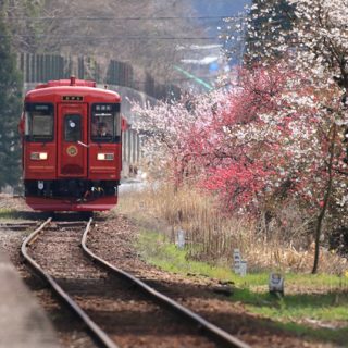 No.241　「ながら」春景