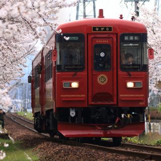 No.244　桜並木の中を行く