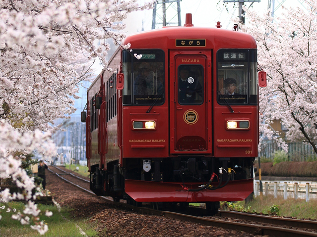 No.244　桜並木の中を行く