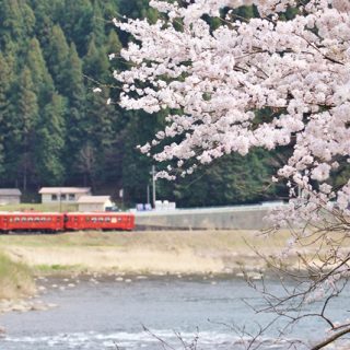 No.245　清流「ながら」と桜