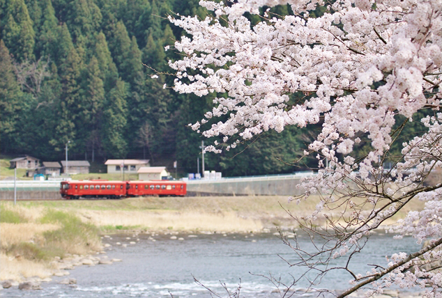No.245　清流「ながら」と桜