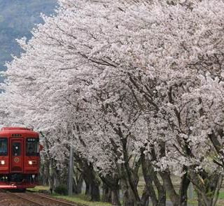 No.247　桜街道をゆく「ながら」
