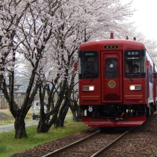 No.251　｢ながら｣と桜