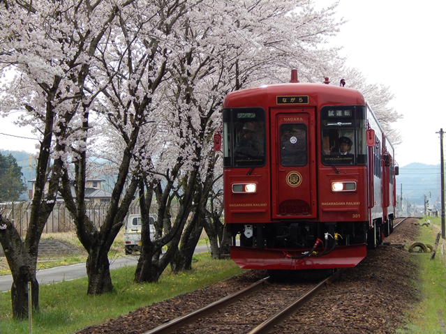 No.251　｢ながら｣と桜