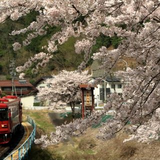 No.252　競艶