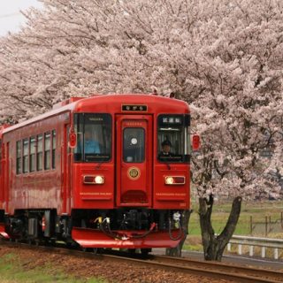 No.258　桜のトンネル抜けて