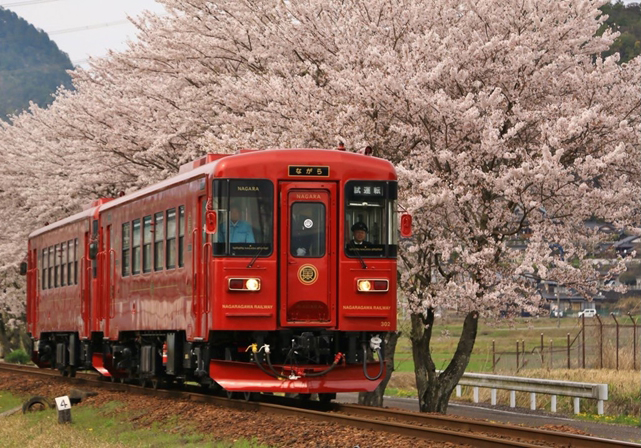No.258　桜のトンネル抜けて