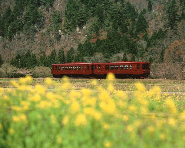 No.259　ながらと菜の花