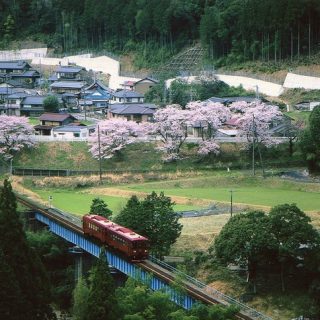No.261　八坂の桜とながら