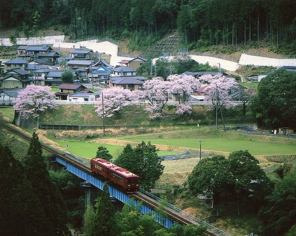 No.261　八坂の桜とながら