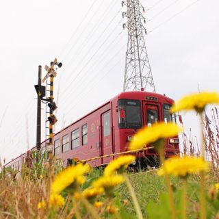 No.263　たんぽぽとながら