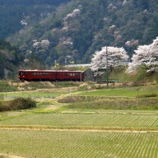 No.269　長良川を渡る「ながら」